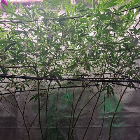 Malibu's Most Wanted growlog timeline photo