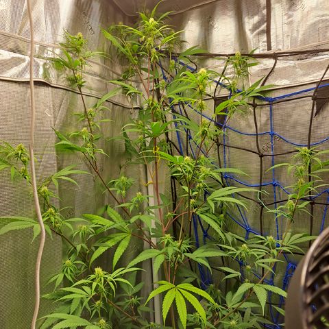 Purple Satellite x Peanut Butter Poop growlog timeline photo