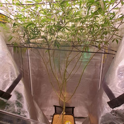 Malibu's Most Wanted growlog timeline photo