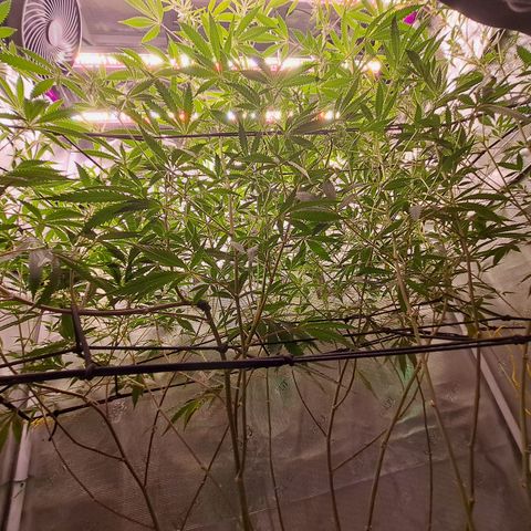 Malibu's Most Wanted growlog timeline photo