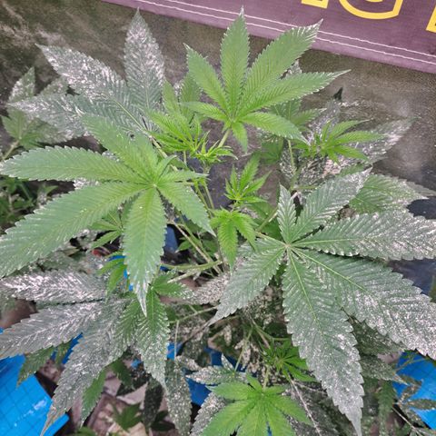 Jiffy Breath x Peanut Butter Poop  growlog timeline photo