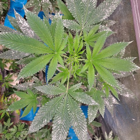 Jiffy Breath x Peanut Butter Poop  growlog timeline photo