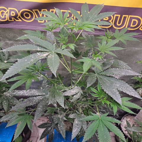 Jiffy Breath x Peanut Butter Poop  growlog timeline photo