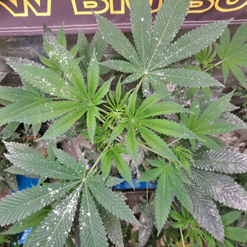 Jiffy Breath x Peanut Butter Poop  growlog timeline photo