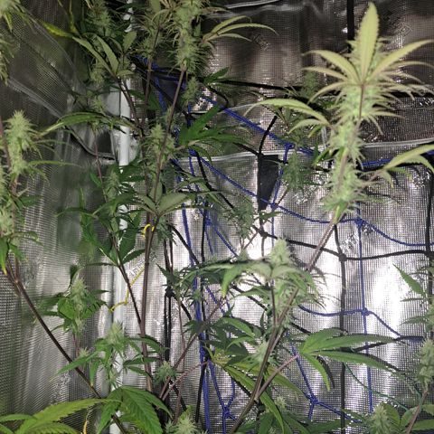 Purple Satellite x Peanut Butter Poop growlog timeline photo