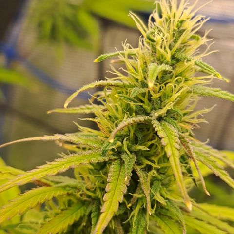 Purple Satellite x Peanut Butter Poop growlog timeline photo