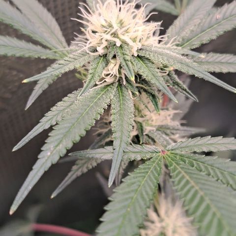 Triangle Kush (VSMKcut) growlog timeline photo