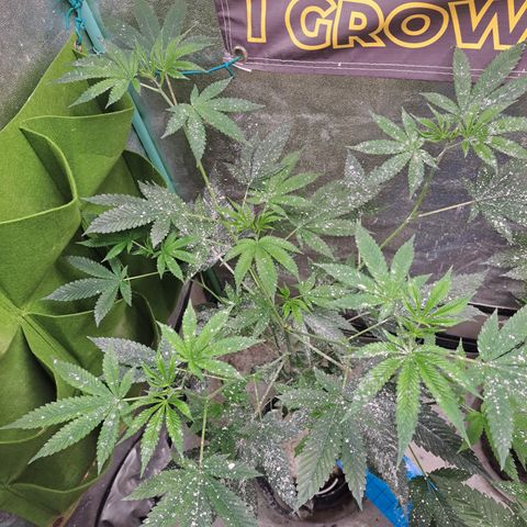 Jiffy Breath x Peanut Butter Poop  growlog timeline photo
