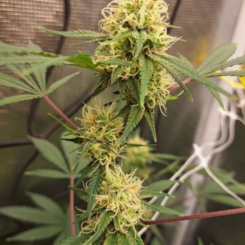 Triangle Kush (VSMKcut) growlog timeline photo
