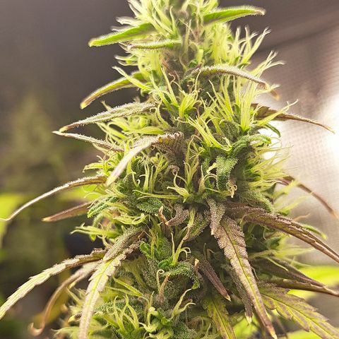 Purple Satellite x Peanut Butter Poop growlog timeline photo