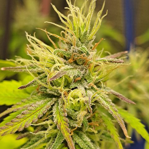 Purple Satellite x Peanut Butter Poop growlog timeline photo