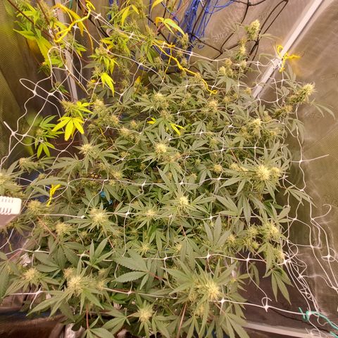 Triangle Kush (VSMKcut) growlog timeline photo