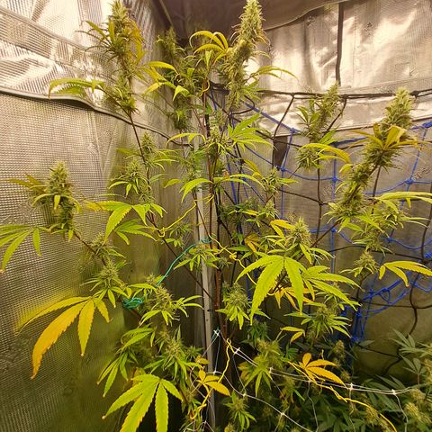 Purple Satellite x Peanut Butter Poop growlog timeline photo