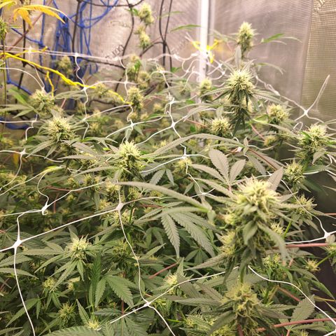 Triangle Kush (VSMKcut) growlog timeline photo