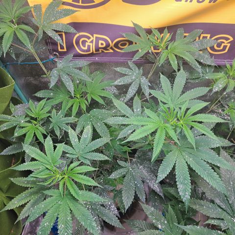 Jiffy Breath x Peanut Butter Poop  growlog timeline photo