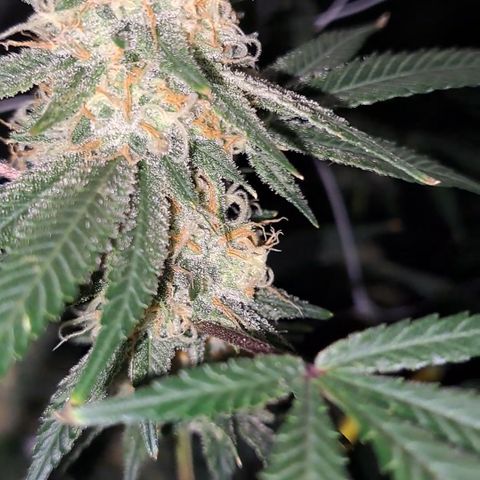 Triangle Kush (VSMKcut) growlog timeline photo