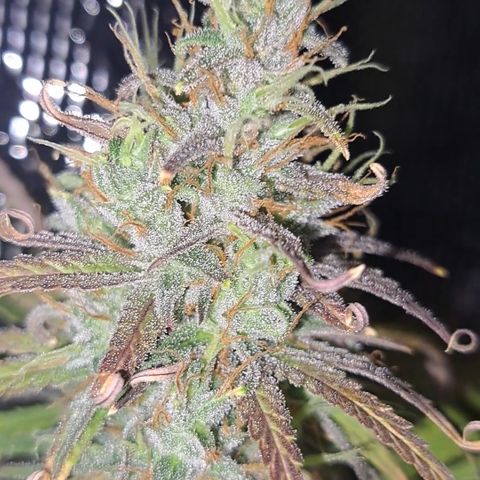 Purple Satellite x Peanut Butter Poop growlog timeline photo