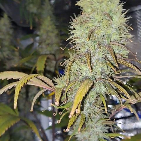 Purple Satellite x Peanut Butter Poop growlog timeline photo