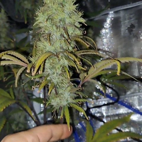 Purple Satellite x Peanut Butter Poop growlog timeline photo
