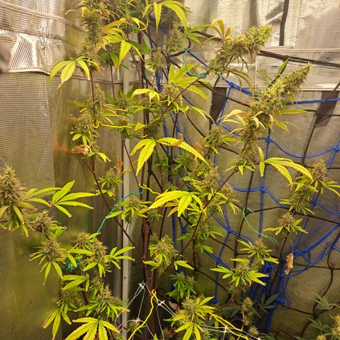 Purple Satellite x Peanut Butter Poop growlog timeline photo