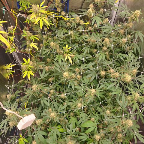 Triangle Kush (VSMKcut) growlog timeline photo