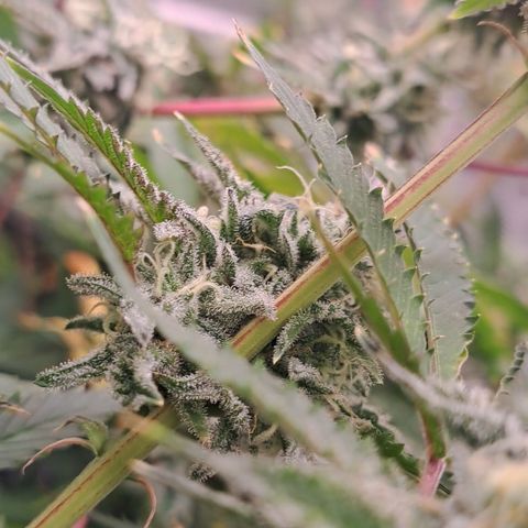 Malibu's Most Wanted growlog timeline photo
