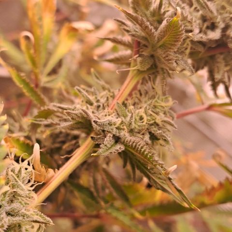Malibu's Most Wanted growlog timeline photo