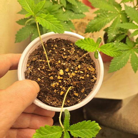 Mean Dawg by TreeOfLifeGardens  growlog timeline photo