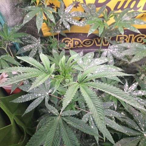 Jiffy Breath x Peanut Butter Poop  growlog timeline photo