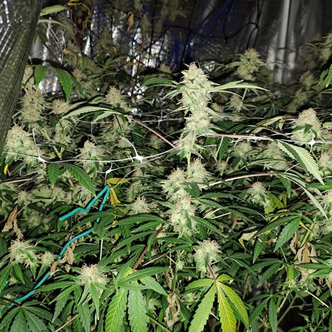 Triangle Kush (VSMKcut) growlog timeline photo