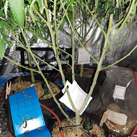 Triangle Kush (VSMKcut) growlog timeline photo
