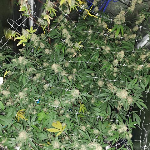 Triangle Kush (VSMKcut) growlog timeline photo