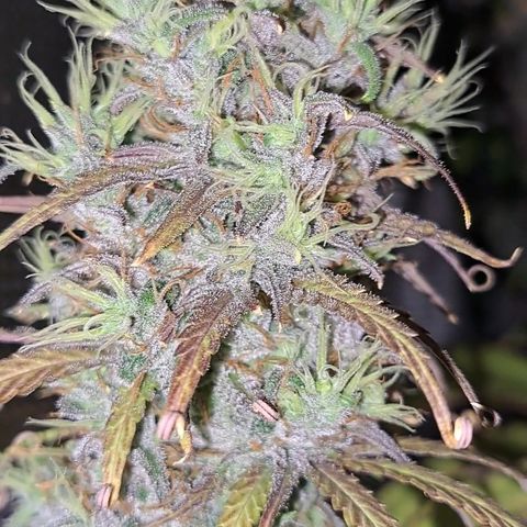 Purple Satellite x Peanut Butter Poop growlog timeline photo