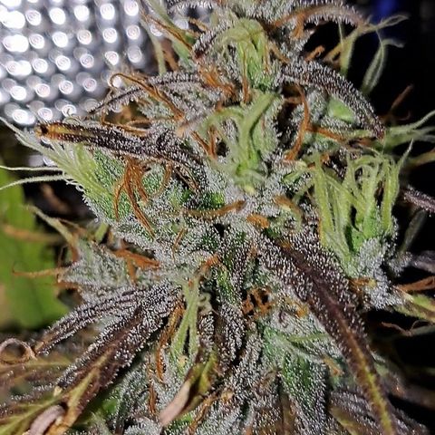 Purple Satellite x Peanut Butter Poop growlog timeline photo