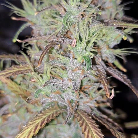 Purple Satellite x Peanut Butter Poop growlog timeline photo