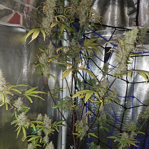 Purple Satellite x Peanut Butter Poop growlog timeline photo