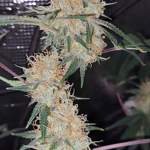 Triangle Kush (VSMKcut) growlog timeline photo