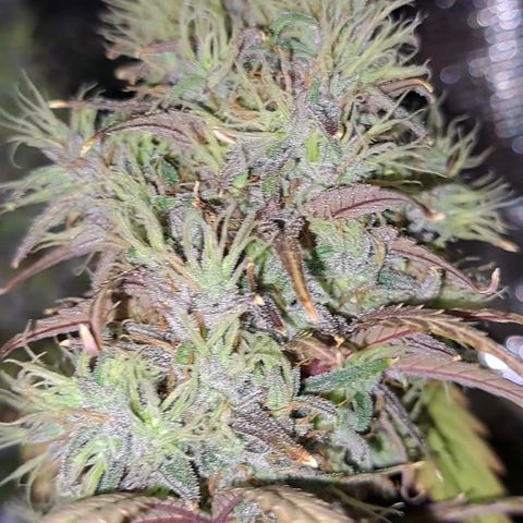 Purple Satellite x Peanut Butter Poop growlog timeline photo