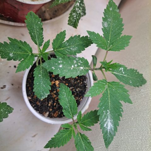 Mean Dawg by TreeOfLifeGardens  growlog timeline photo