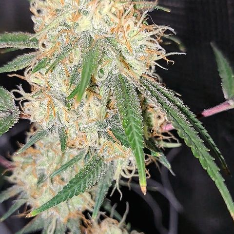 Triangle Kush (VSMKcut) growlog timeline photo
