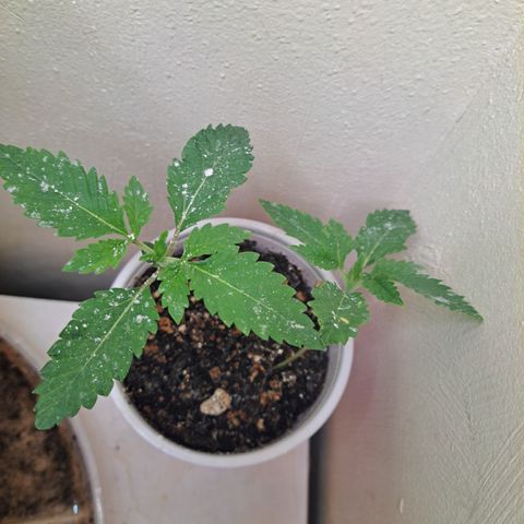 Mean Dawg by TreeOfLifeGardens  growlog timeline photo