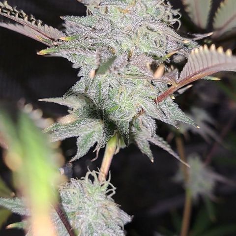 Malibu's Most Wanted growlog timeline photo