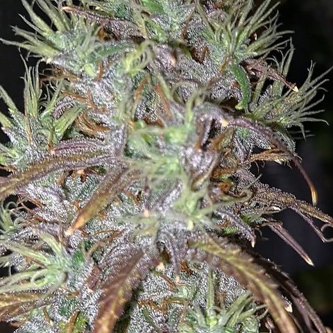 Purple Satellite x Peanut Butter Poop growlog timeline photo