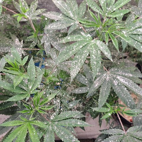 Jiffy Breath x Peanut Butter Poop  growlog timeline photo