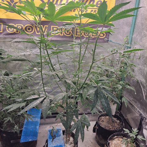 Jiffy Breath x Peanut Butter Poop  growlog timeline photo