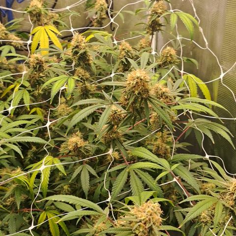 Triangle Kush (VSMKcut) growlog timeline photo