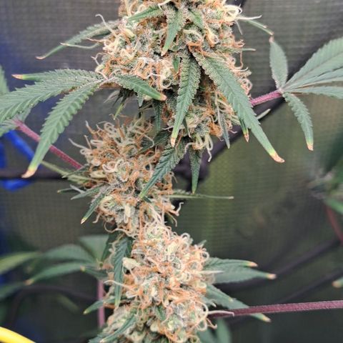 Triangle Kush (VSMKcut) growlog timeline photo