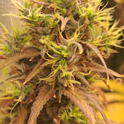 Purple Satellite x Peanut Butter Poop growlog timeline photo