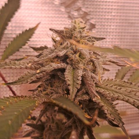 Malibu's Most Wanted growlog timeline photo