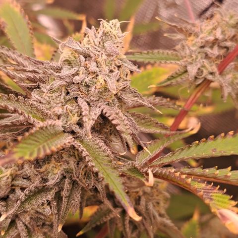 Malibu's Most Wanted growlog timeline photo